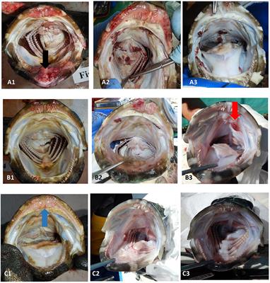 Emamectin Benzoate Treatment of Hybrid Grouper Infected With Sea Lice in Hong Kong